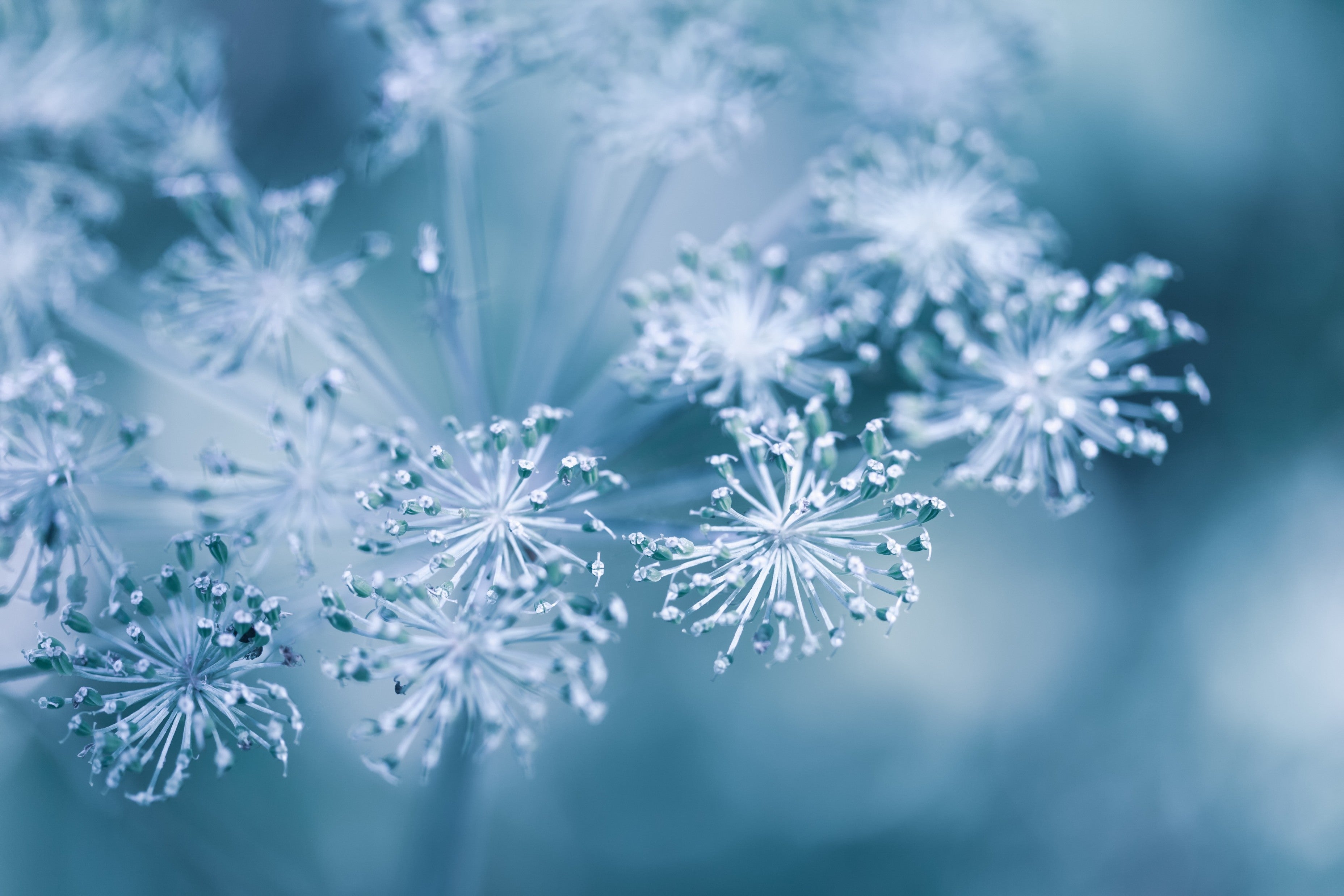 Tuin en Regenton Winterklaar maken